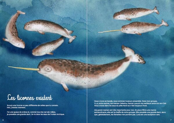 Nordet, la petite licorne du Saint-Laurent – Image 2